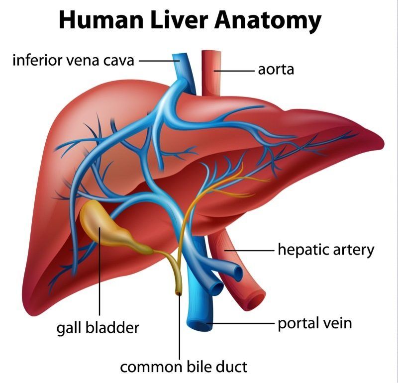 Liver Biopsy & Resection » Palmer General Surgeon MatSu Surgical